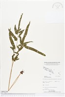 箭葉鳳尾蕨藏品圖，第1張