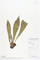 水芋葉車前、美葉車前蕨藏品圖，第1張