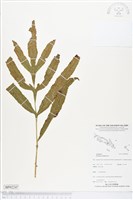 登錄號:BP02247藏品圖，第1張