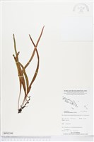 抱樹石葦藏品圖，第1張