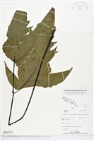 登錄號:BP02252藏品圖，第1張