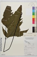 登錄號:BP02252藏品圖，第2張