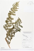 熱帶鱗蓋蕨藏品圖，第1張