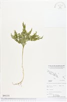 登錄號:BP02254藏品圖，第1張