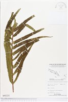 登錄號:BP02255藏品圖，第1張