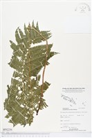 登錄號:BP02256藏品圖，第1張