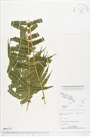 登錄號:BP02257藏品圖，第1張