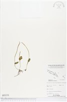 網脈瓶爾小草藏品圖，第1張