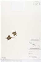 短柄單葉假脈蕨藏品圖，第1張