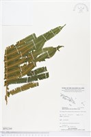 登錄號:BP02260藏品圖，第1張