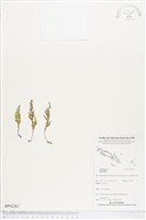 登錄號:BP02261藏品圖，第1張