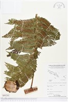 登錄號:BP02262藏品圖，第1張