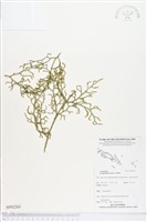 過山龍藏品圖，第1張