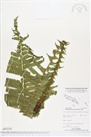 登錄號:BP02266藏品圖，第1張