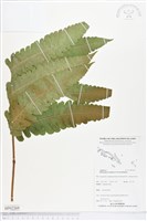 登錄號:BP02269藏品圖，第1張