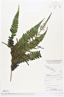 登錄號:BP02271藏品圖，第1張