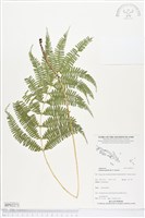 登錄號:BP02273藏品圖，第1張