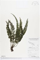 登錄號:BP02274藏品圖，第1張