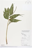 登錄號:BP02276藏品圖，第1張