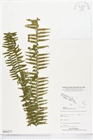 登錄號:BP02277藏品圖，第1張