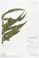 登錄號:BP02278藏品圖，第1張