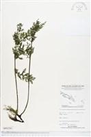 登錄號:BP02281藏品圖，第1張