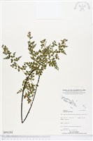 登錄號:BP02284藏品圖，第1張