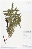 登錄號:BP02286藏品圖，第1張