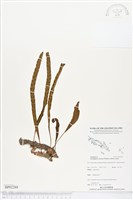 壁虎蟻蕨藏品圖，第1張