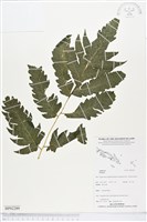 登錄號:BP02289藏品圖，第1張