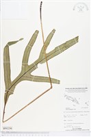 登錄號:BP02290藏品圖，第1張