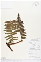 黃腺羽蕨藏品圖，第1張