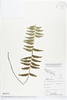 鈍齒鐵角蕨藏品圖，第1張