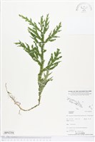 登錄號:BP02294藏品圖，第1張