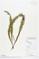 登錄號:BP02296藏品圖，第1張