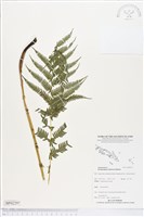 登錄號:BP02297藏品圖，第1張