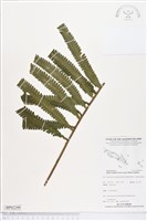 登錄號:BP02299藏品圖，第1張