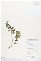 月芽鐵線蕨藏品圖，第1張