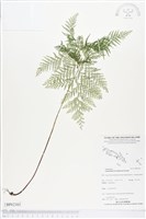 登錄號:BP02303藏品圖，第1張