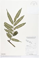 登錄號:BP02304藏品圖，第1張