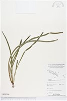 劍葉書帶蕨藏品圖，第1張