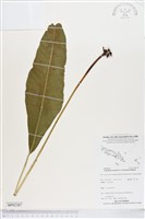 登錄號:BP02307藏品圖，第1張