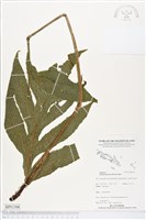翅柄三叉蕨藏品圖，第1張