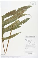 薄葉擬茀蕨藏品圖，第1張