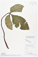 登錄號:BP02312藏品圖，第1張