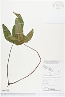 登錄號:BP02313藏品圖，第1張