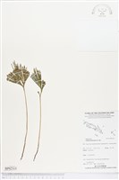 分枝莎草蕨藏品圖，第1張