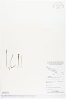 登錄號:BP02319藏品圖，第1張