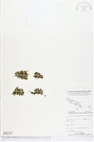 登錄號:BP02322藏品圖，第1張