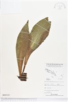 登錄號:BP02325藏品圖，第1張